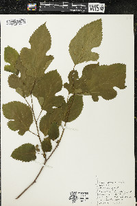 Morus alba image