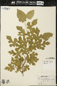 Morus alba image