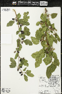 Morus alba image