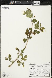 Morus alba image