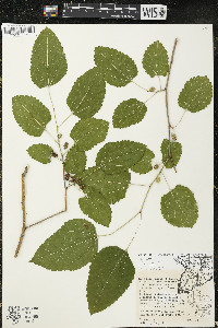 Morus alba image