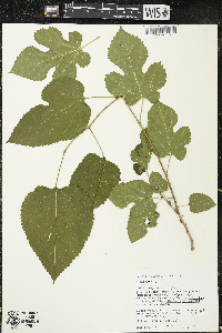 Morus alba image