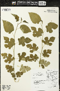 Morus alba image