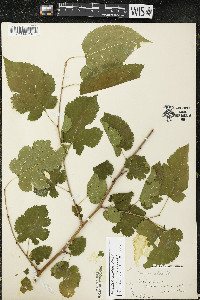 Morus alba image