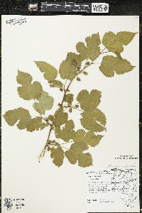 Morus alba image