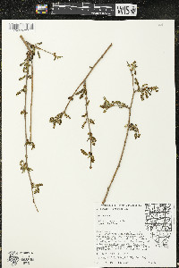 Morus alba image