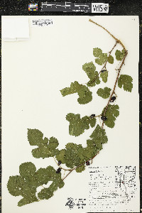 Morus alba image