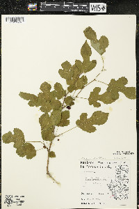 Morus alba image
