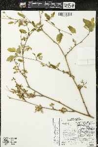 Morus alba image