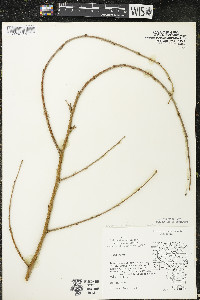 Morus alba image