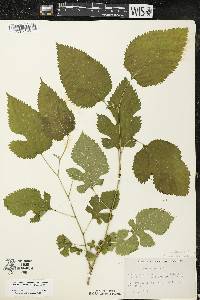 Morus alba image