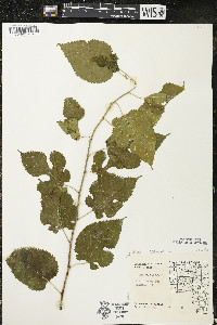 Morus alba image