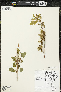 Morus alba image
