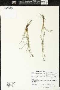 Sisyrinchium scabrum image