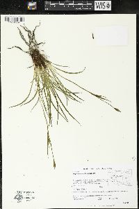 Sisyrinchium palmeri image