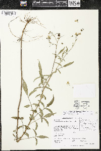 Solanum stenophyllidium image