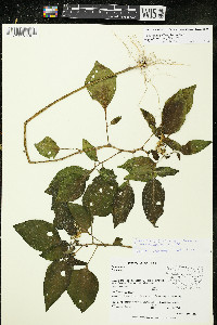 Solanum bulbocastanum image