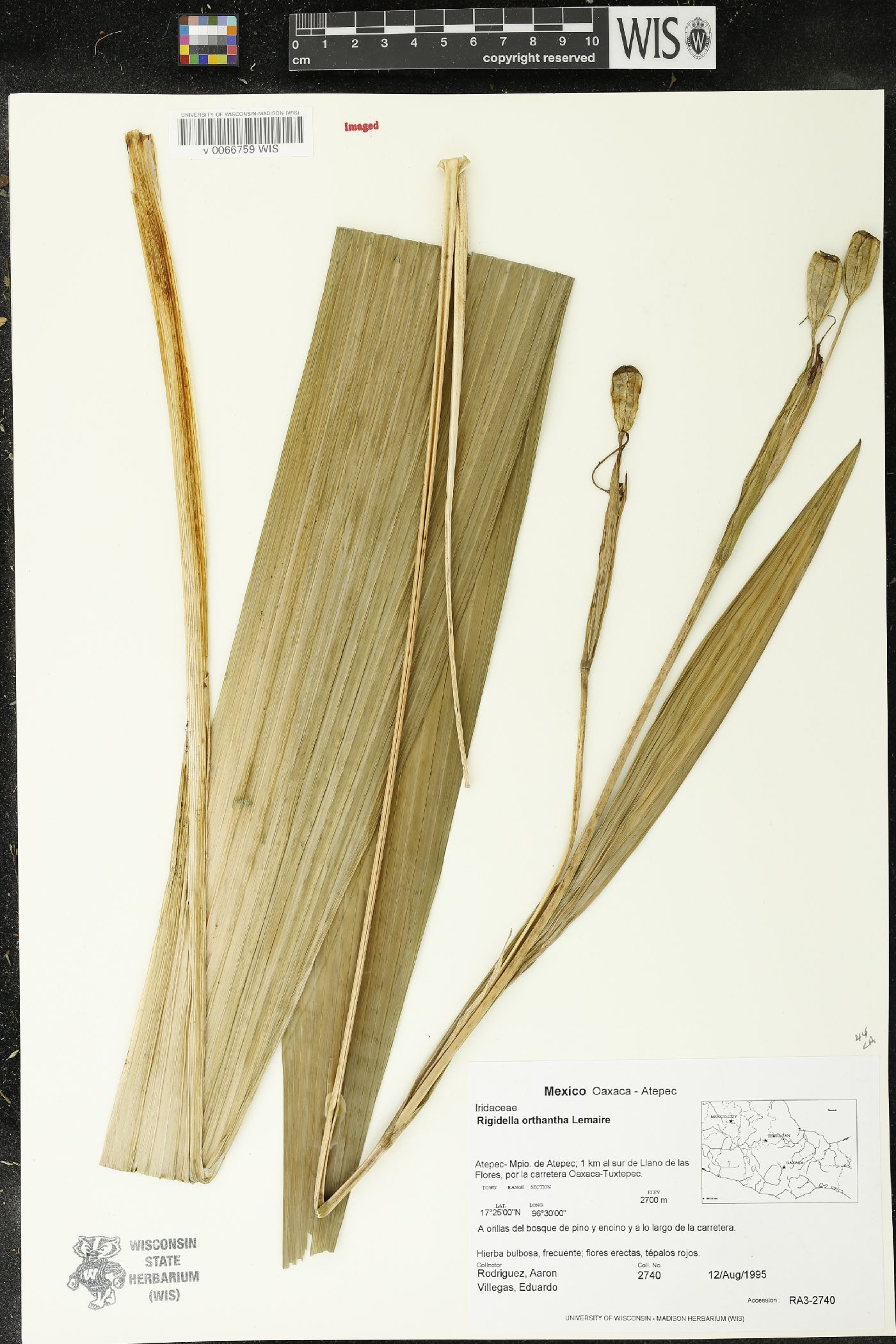 Rigidella orthantha image