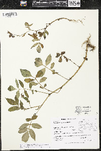 Solanum iopetalum image