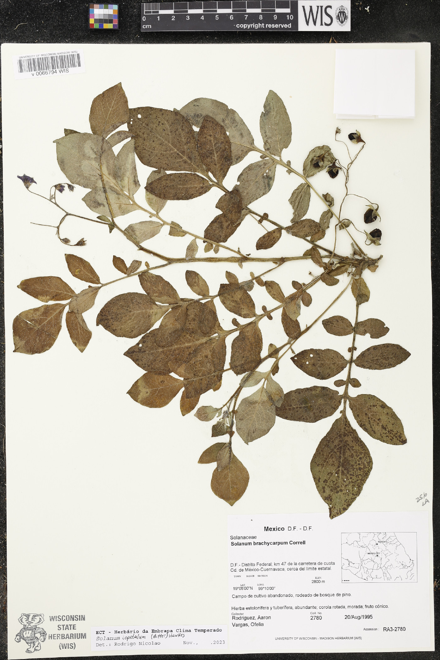 Solanum iopetalum image