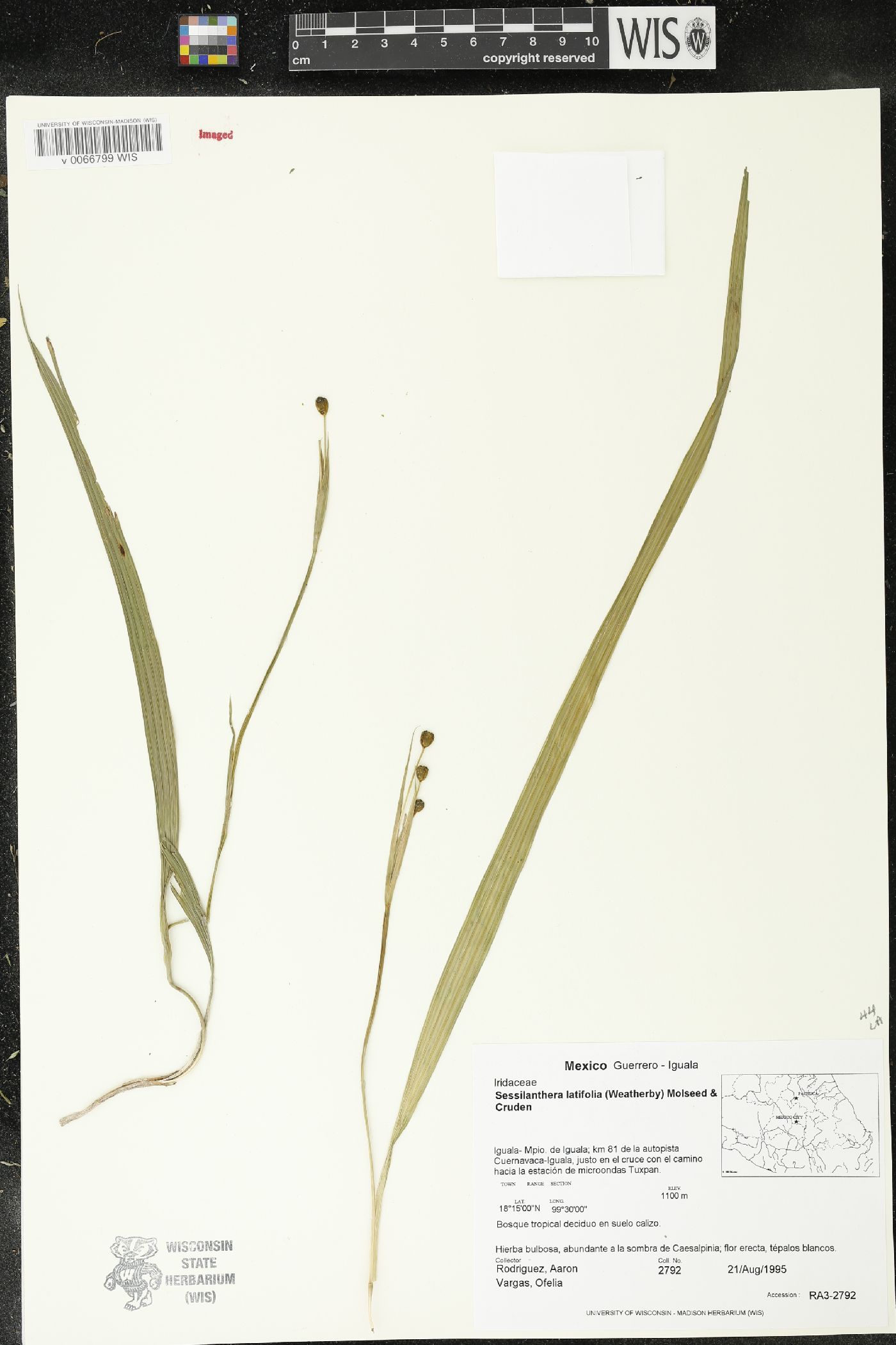 Sessilanthera image