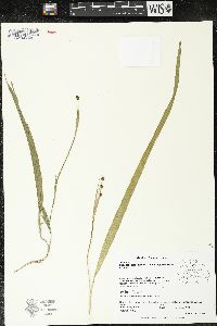 Sessilanthera latifolia image