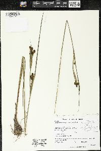 Calydorea mexicana image