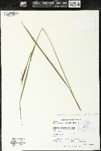 Calydorea mexicana image