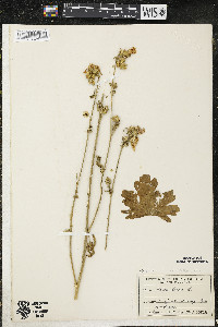 Malva alcea image