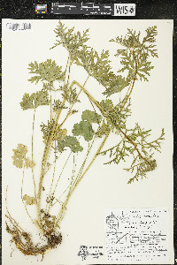 Malva moschata image