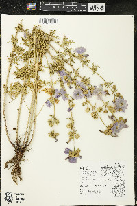 Malva moschata image