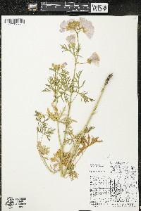 Malva moschata image