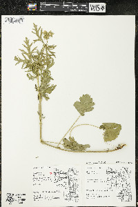 Malva moschata image