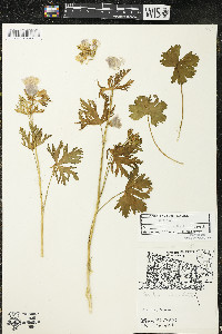 Malva moschata image