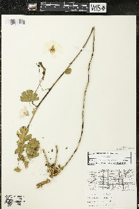 Malva moschata image