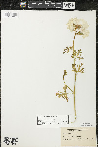 Malva moschata image