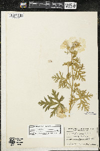 Malva moschata image