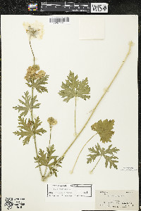 Malva moschata image