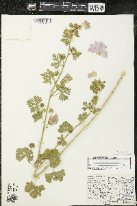 Malva moschata image