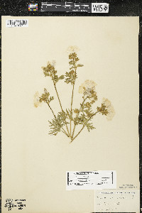 Malva moschata image