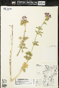 Malva moschata image