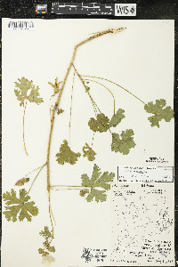 Malva moschata image