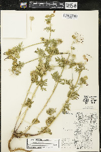 Malva moschata image