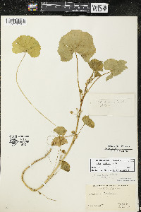 Malva pusilla image