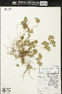 Malva neglecta image