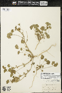 Malva neglecta image