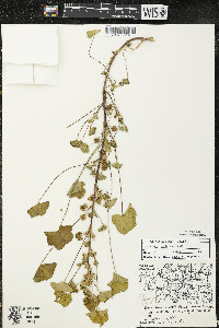 Malva neglecta image