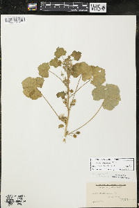 Malva neglecta image