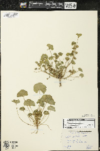 Malva neglecta image