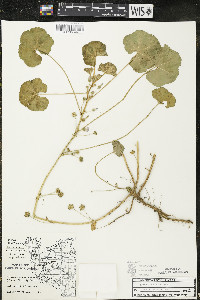 Malva neglecta image